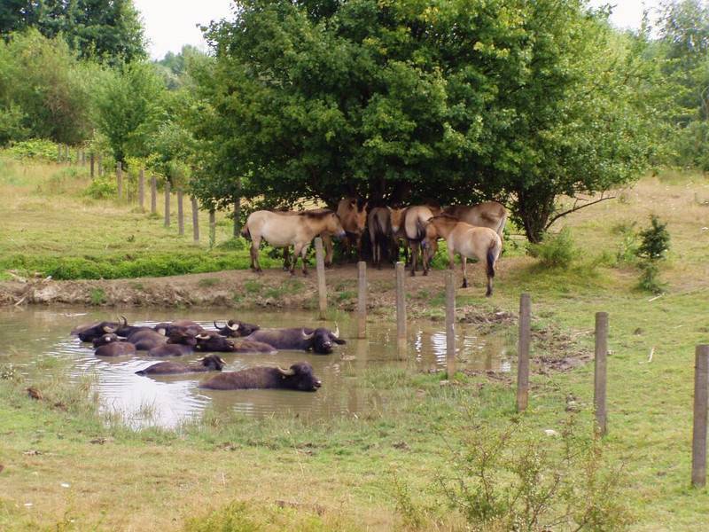 m_csm_gruener_bogen_paunsdorf_wasserbueffel_und_wildpferde_279ff60bf6-1--2 BGL Nachbarschaftshilfeverein - Termine & Veranstaltungen - Spaziergang im Grünen Bogen Paunsdorf