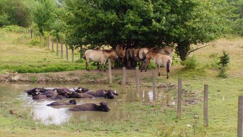 s_csm_gruener_bogen_paunsdorf_wasserbueffel_und_wildpferde_279ff60bf6-1--3 BGL Nachbarschaftshilfeverein - Start